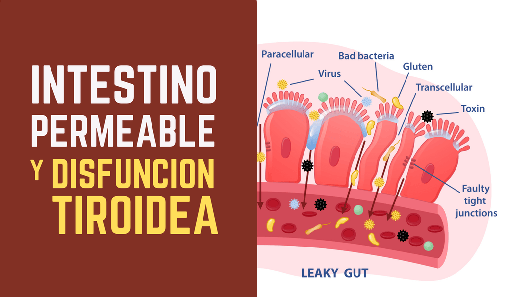 INTESTINO PERMEABLE y disfunción tiroidea.