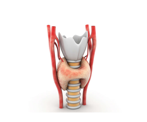 SOPORTE HORMONAL